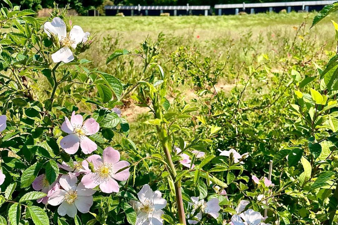 Photo of Outdoor in Boughton-under-Blean