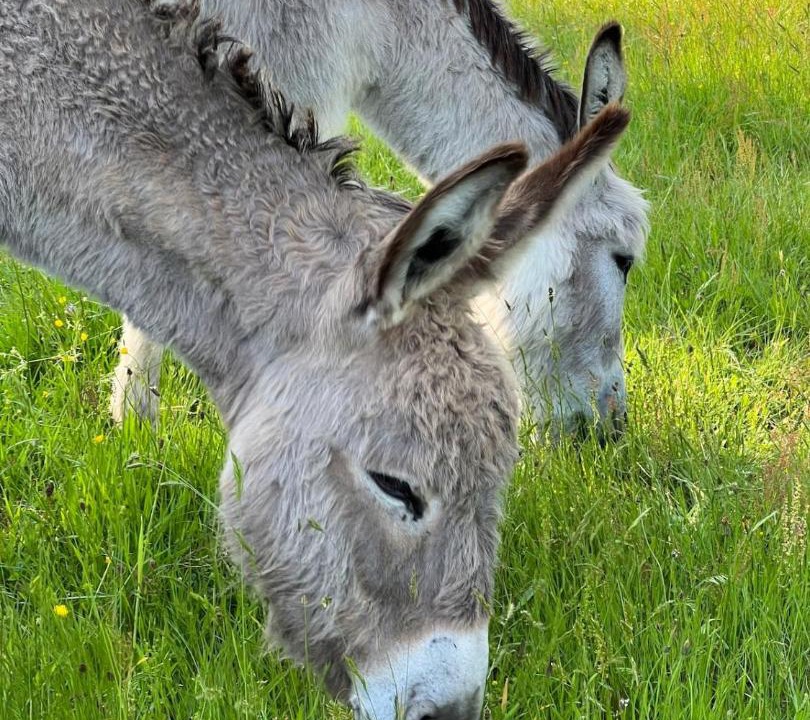 Photo of Others in Saint-Julien-le-Petit