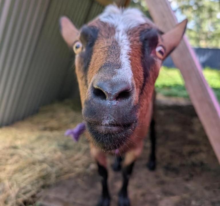 Photo of Others in Dungog