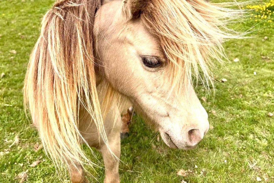 Photo of Others in Saint-Laurent-dAndenay