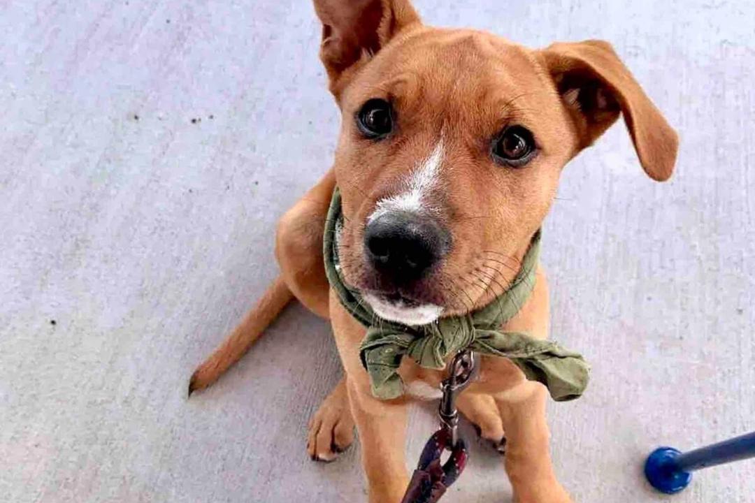 Photo of Others in Kehena