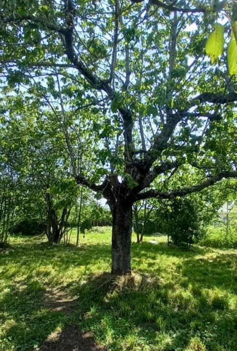 Photo of Others in Sainte-Eulalie