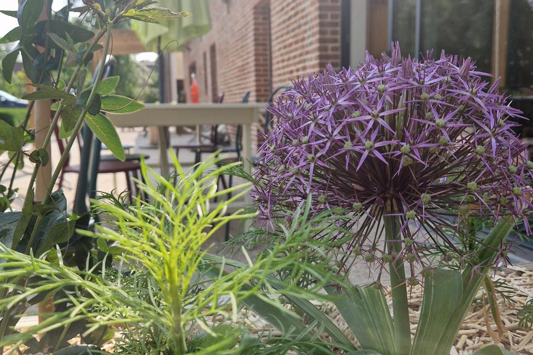 Photo of Others in Haverskerque