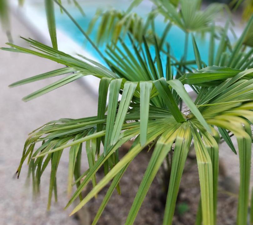 Photo of Others in Betaille