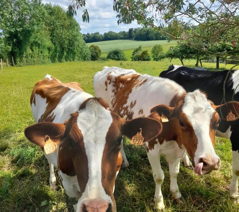 Photo of Others in Angoville