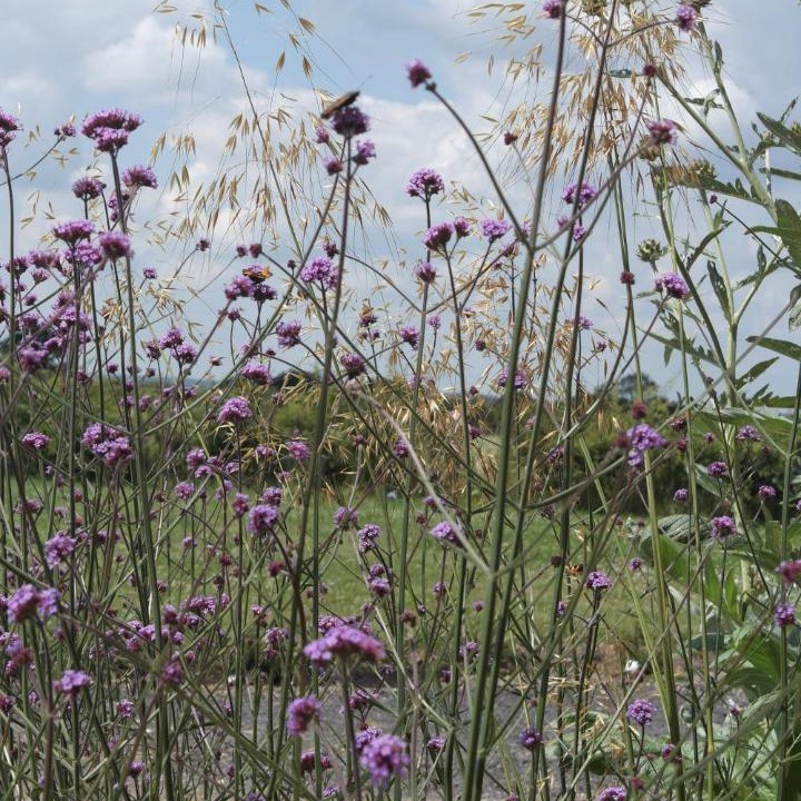 Photo of Others in Towcester