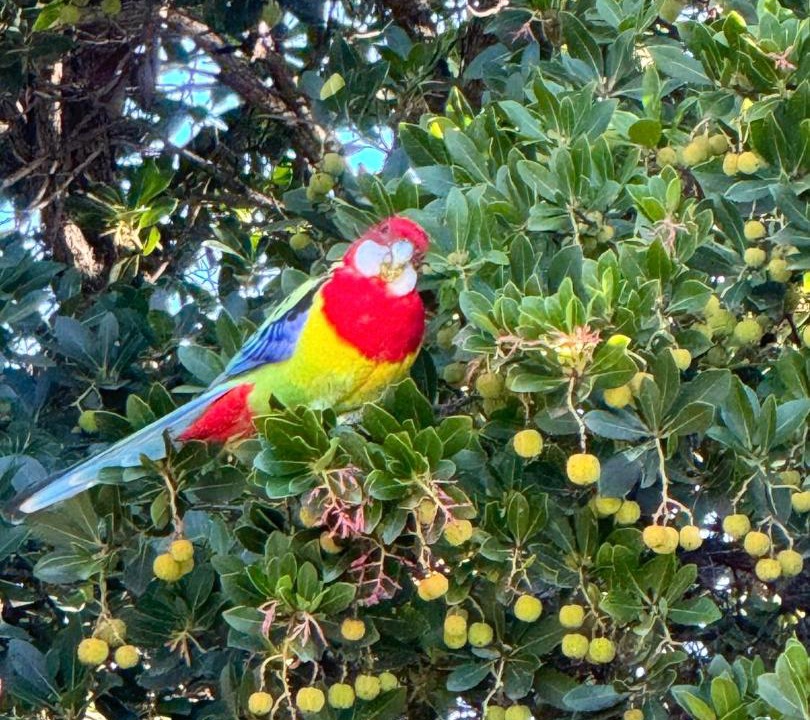 Photo of Others in Benalla West