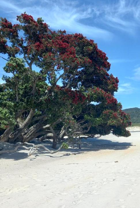 Photo of Others in Opito Bay