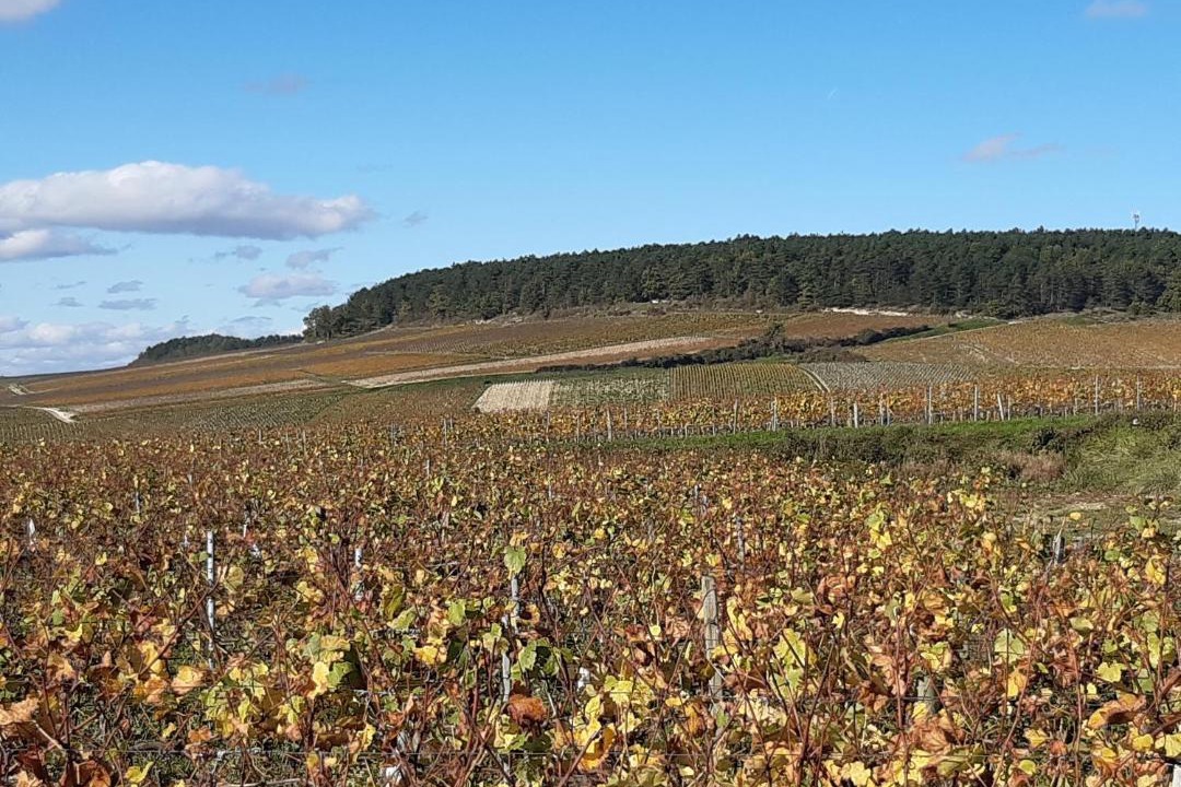 Photo of Others in Chablis