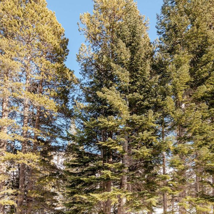 Photo of Others in Kirkwood