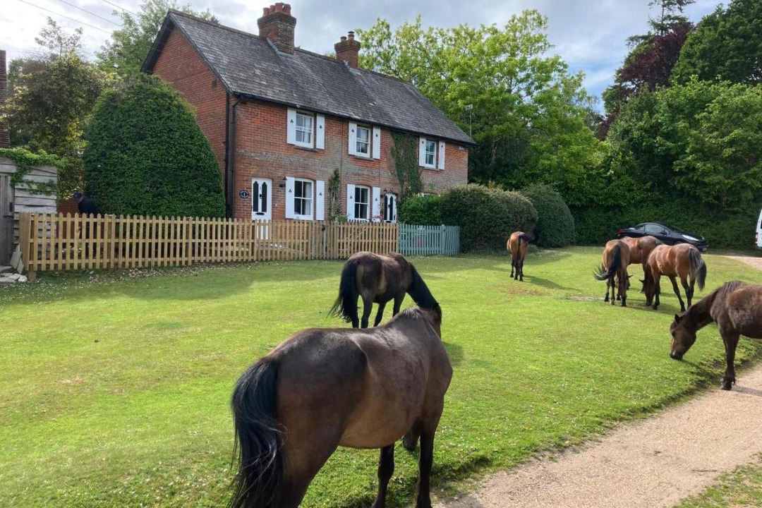 Photo of Others in Landford