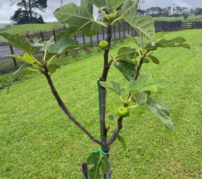 Photo of Outdoor in Kaipara District
