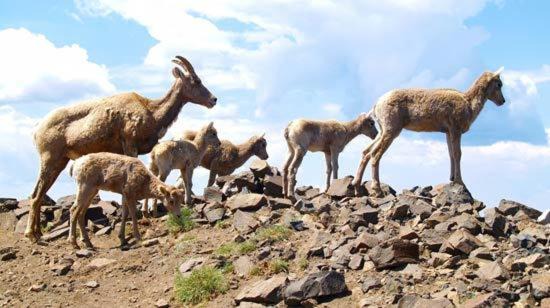 Photo of Others in Saint-Etienne-de-Tinee