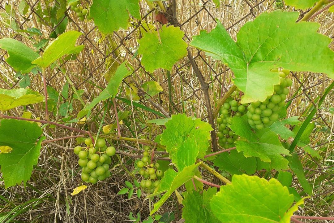 Photo of Outdoor in Cheniers