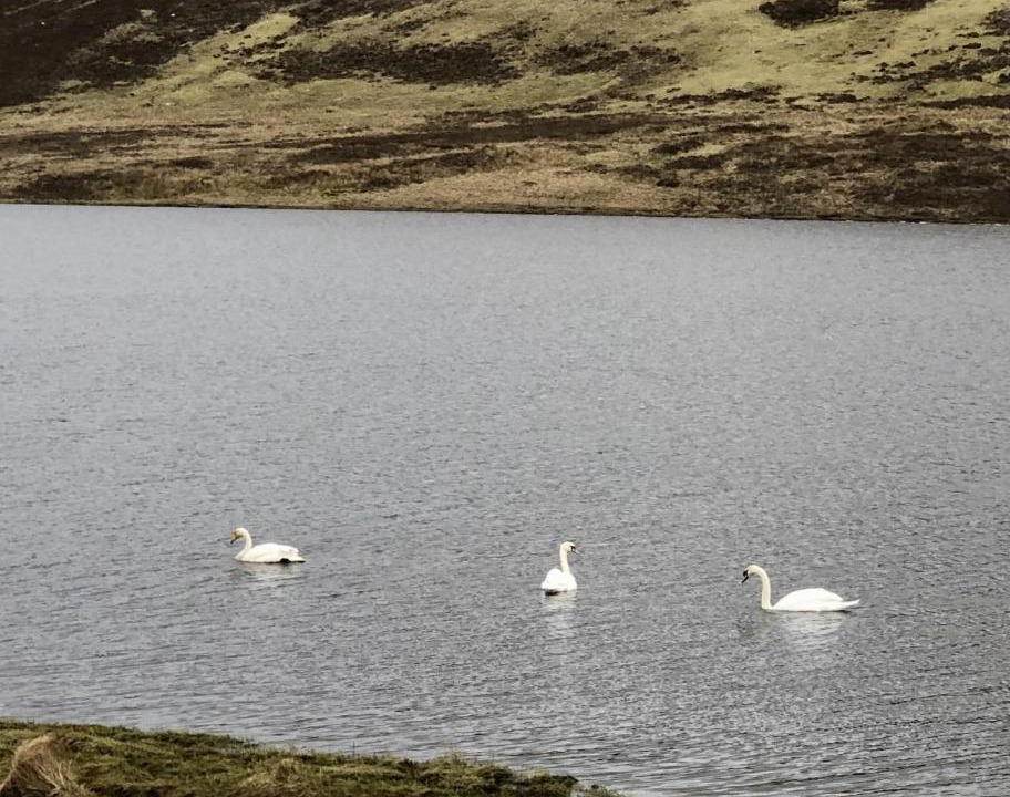 Photo of Others in Scalloway