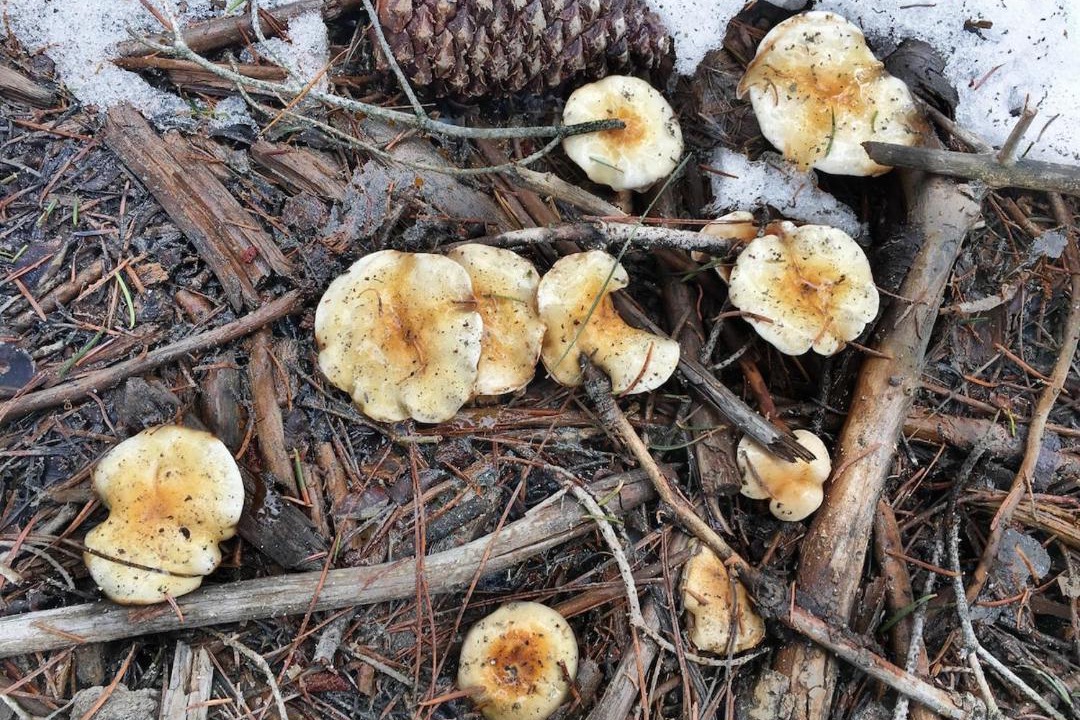 Photo of Outdoor in Tahoe Woods