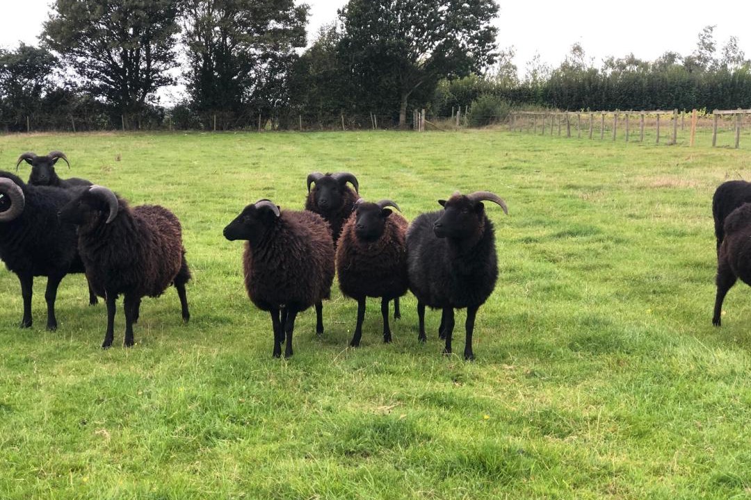 Photo of Others in Bury St Edmunds