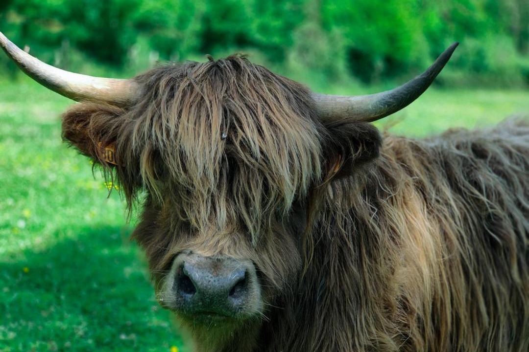 Photo of Others in Saint-Remy