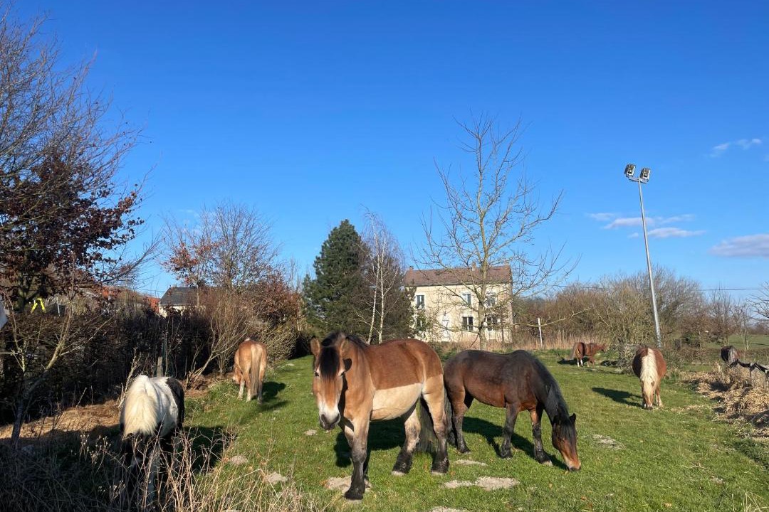 Photo of Others in Chuffilly-Roche