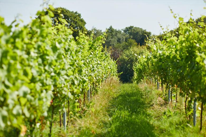 Photo of Others in Rye