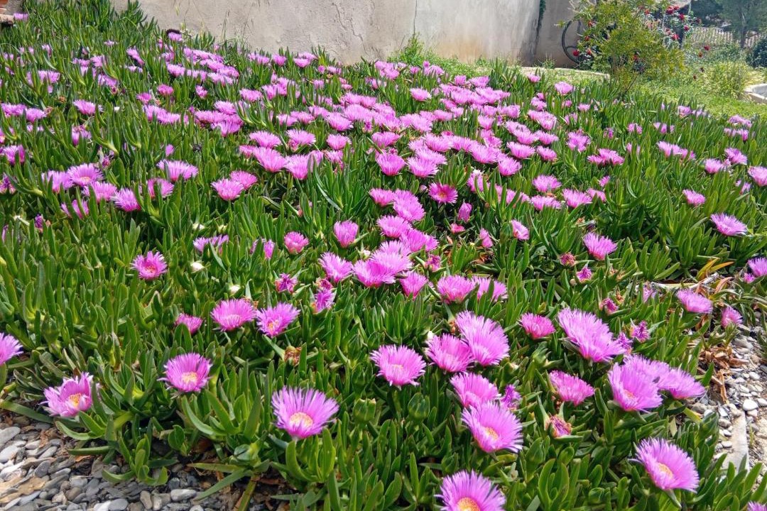Photo of Others in Plaissan