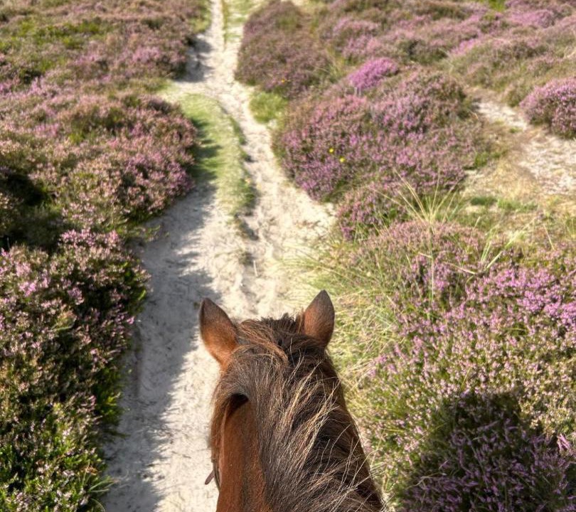 Photo of Others in Sonderho