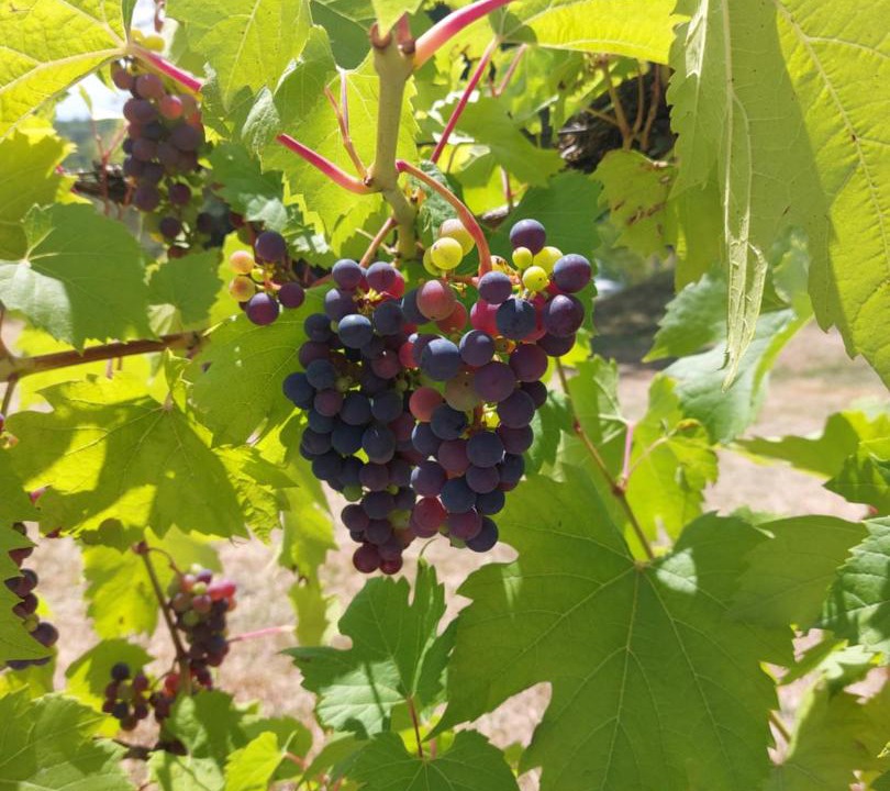 Photo of Others in Hurecourt