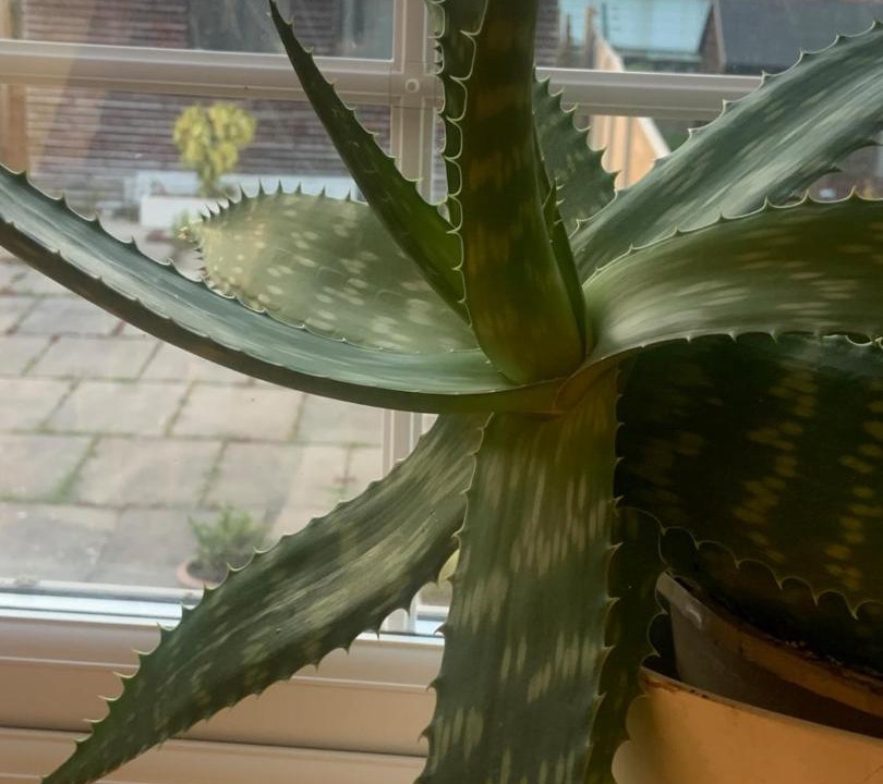 Photo of Others in White City