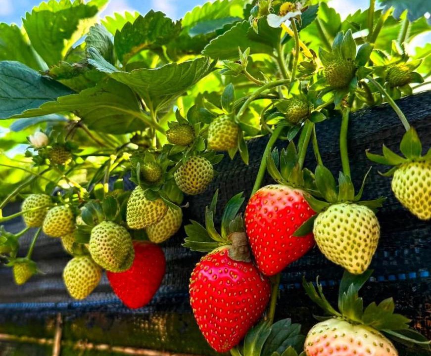 Photo of Others in Sungai Bertam