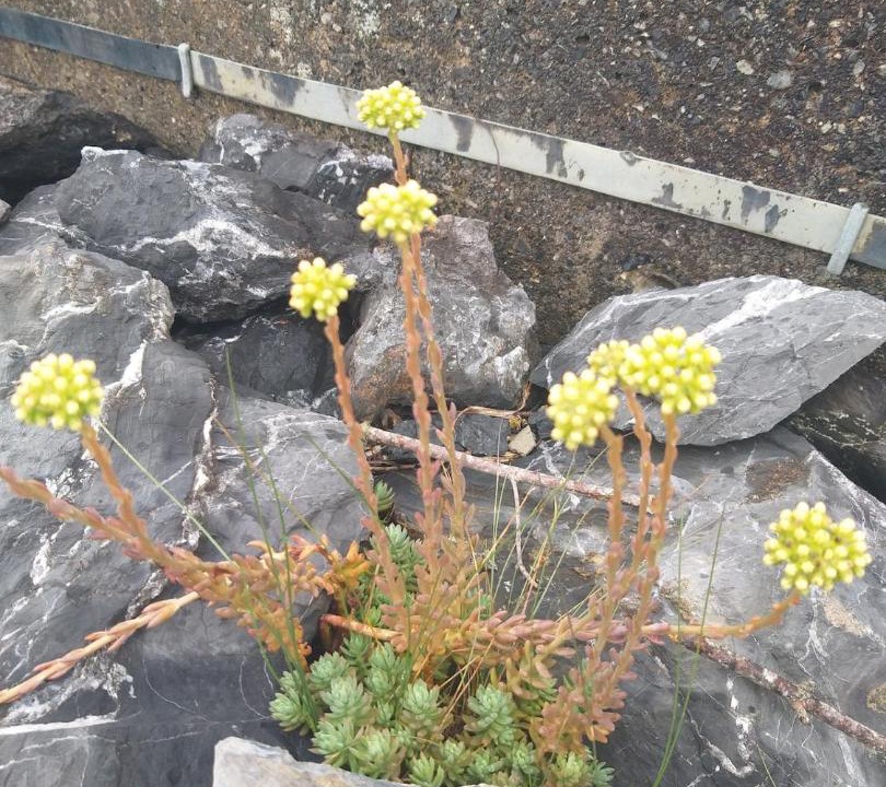 Photo of Others in Urdos