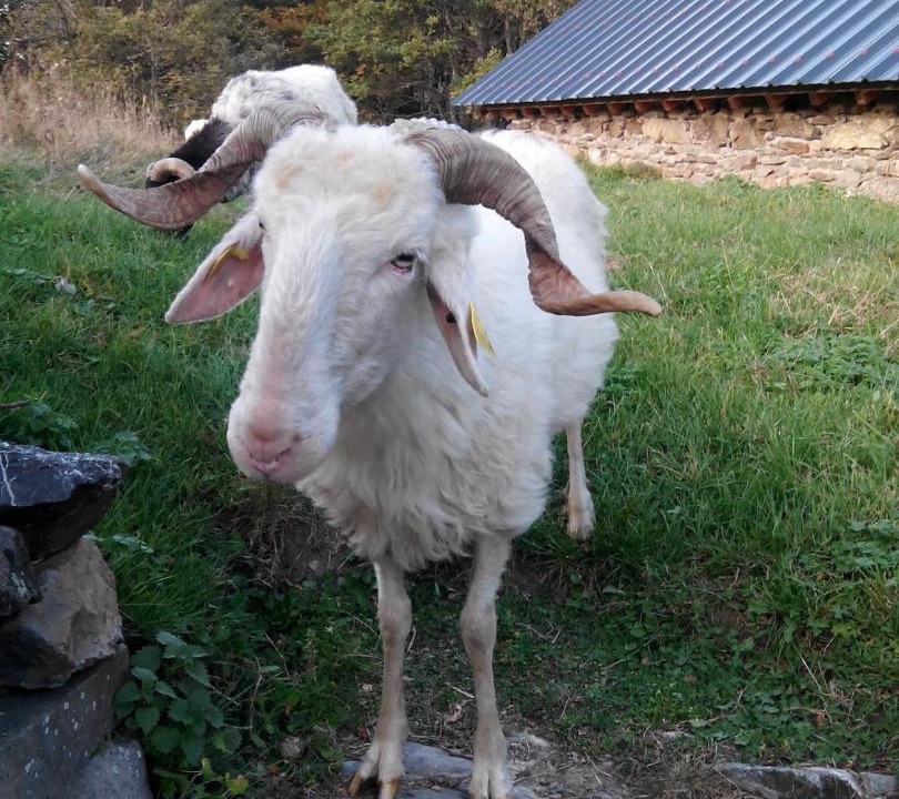 Photo of Others in Urdos