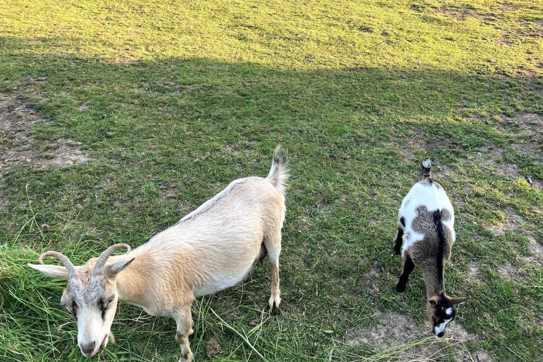 Photo of Others in Saint-Maurice-Les-Charencey