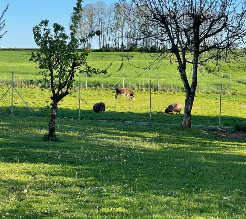 Photo of Others in Savoisy