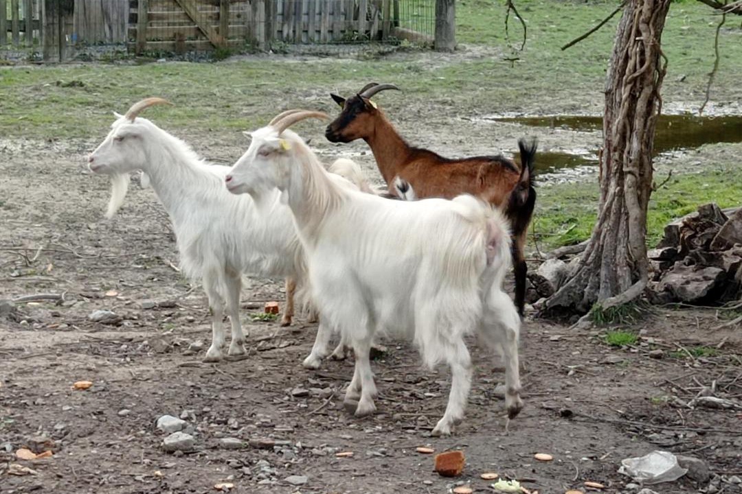 Photo of Others in Pontorson