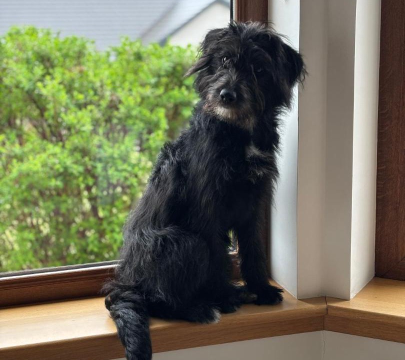 Photo of Others in Culbokie