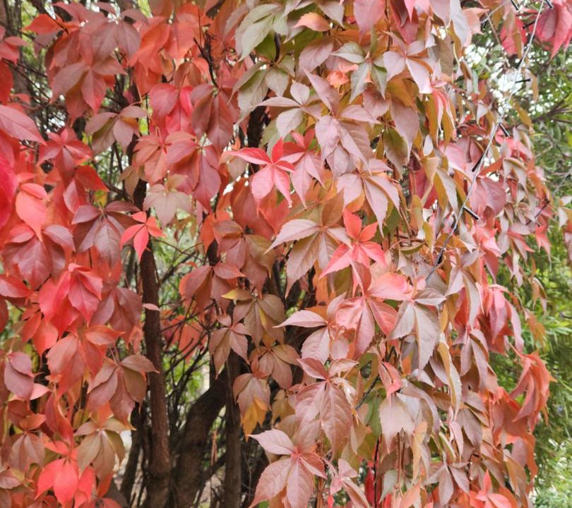 Photo of Outdoor in Greenvale