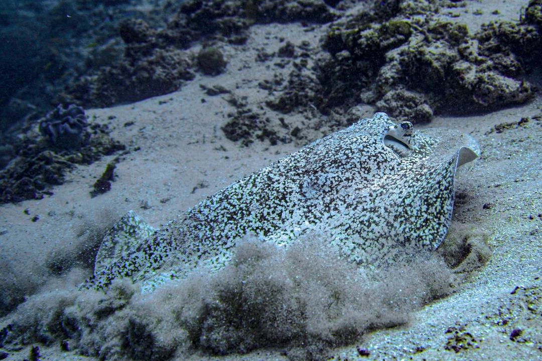 Photo of Others in Maratua Island