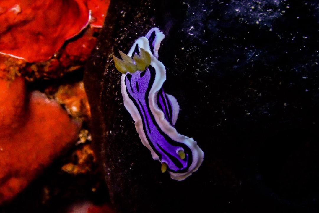 Photo of Others in Maratua Island