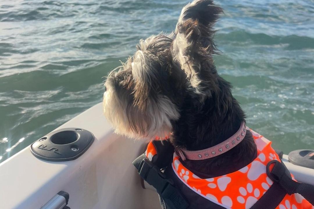 Photo of Others in Army Bay