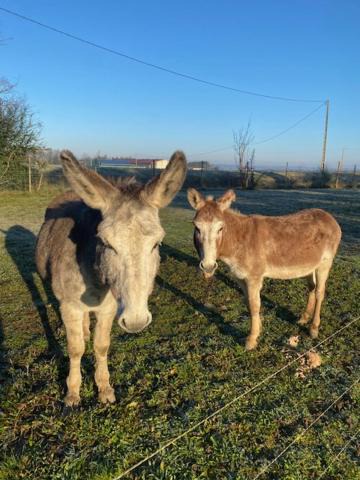 Photo of Others in Montans