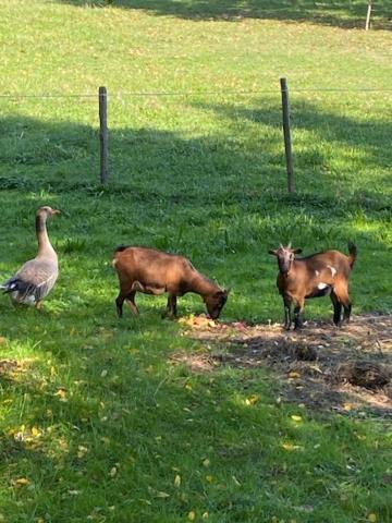 Photo of Others in Montans