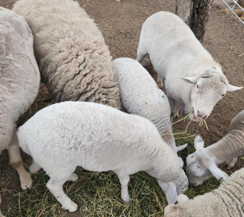 Photo of Others in Greenvale