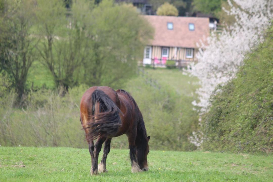 Photo of Others in Pays d'Auge