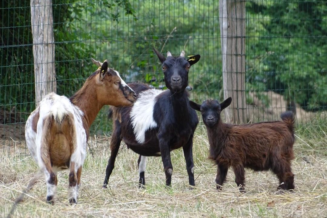 Photo of Others in Saint-Patrice-du-Desert