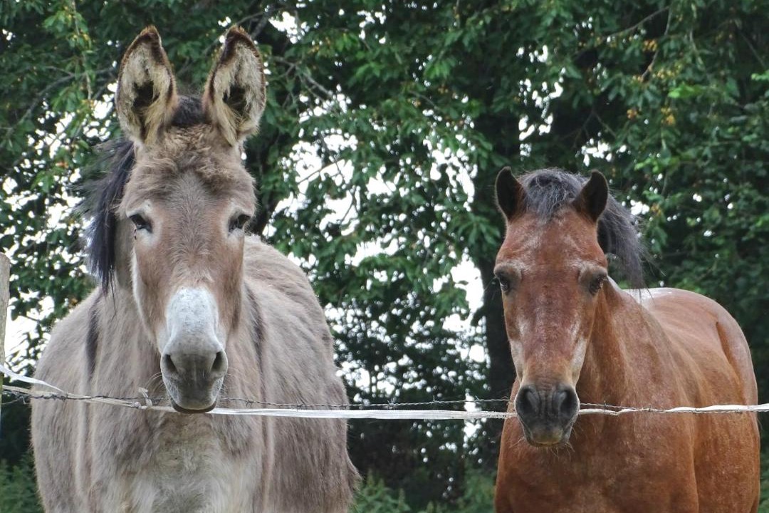 Photo of Others in Saint-Patrice-du-Desert