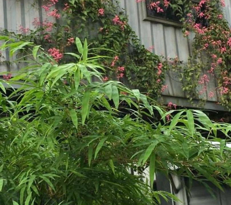 Photo of Outdoor in Gelang Patah