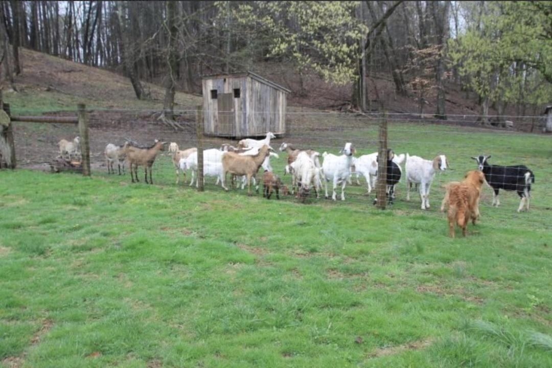 Photo of Others in Ella