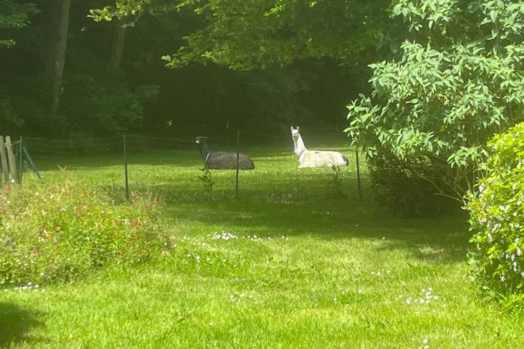 Photo of Others in Neuville-au-Plain