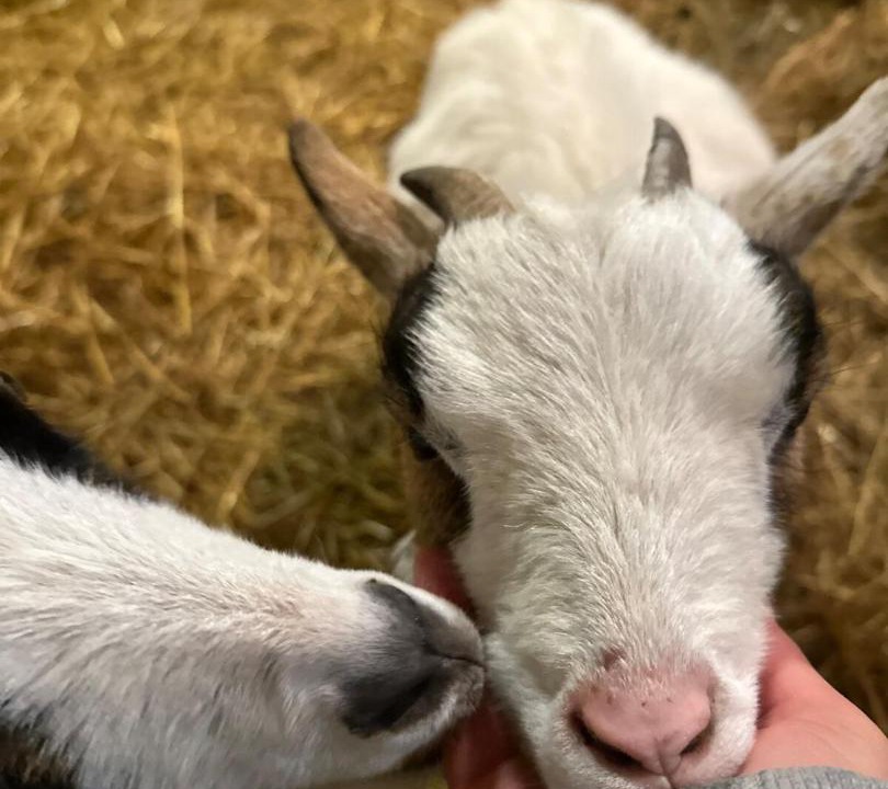 Photo of Others in Courgains