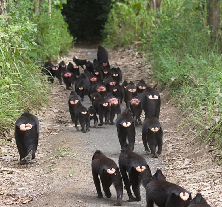 Photo of Others in Bitung